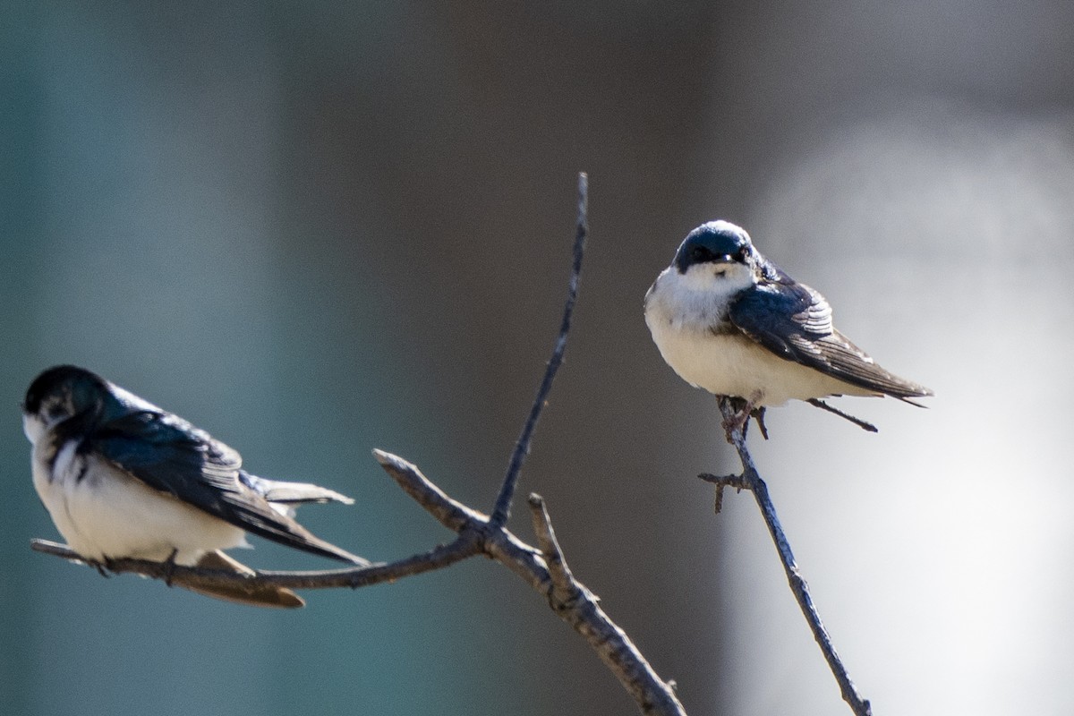 Golondrina Bicolor - ML555492481