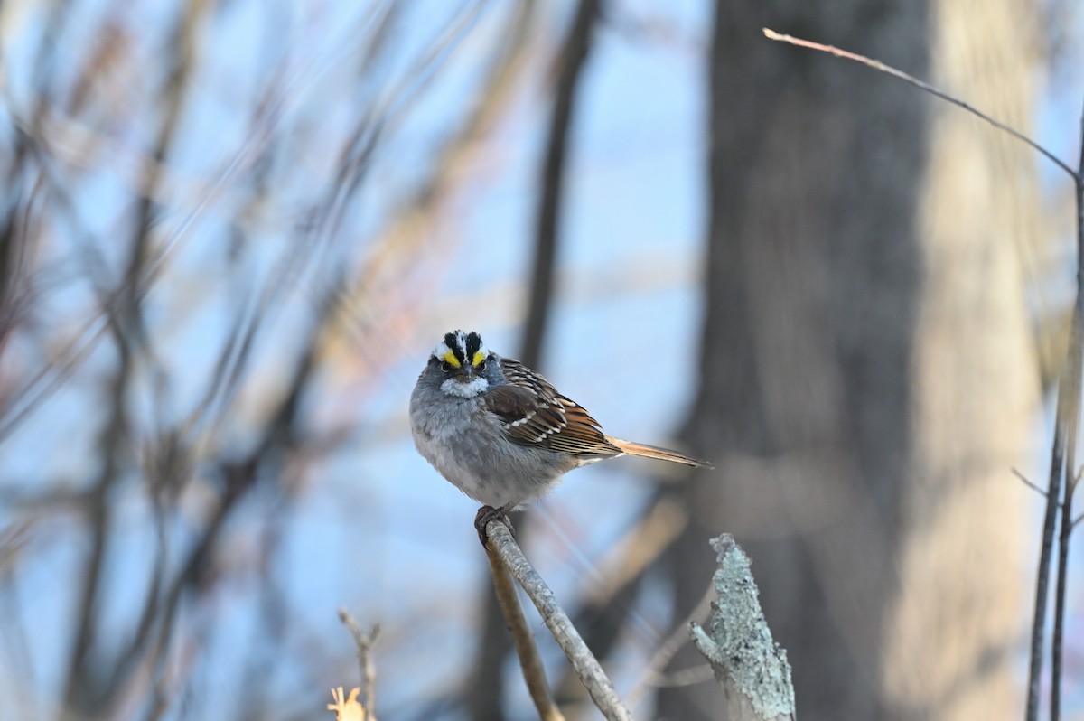 White-throated Sparrow - ML555492531