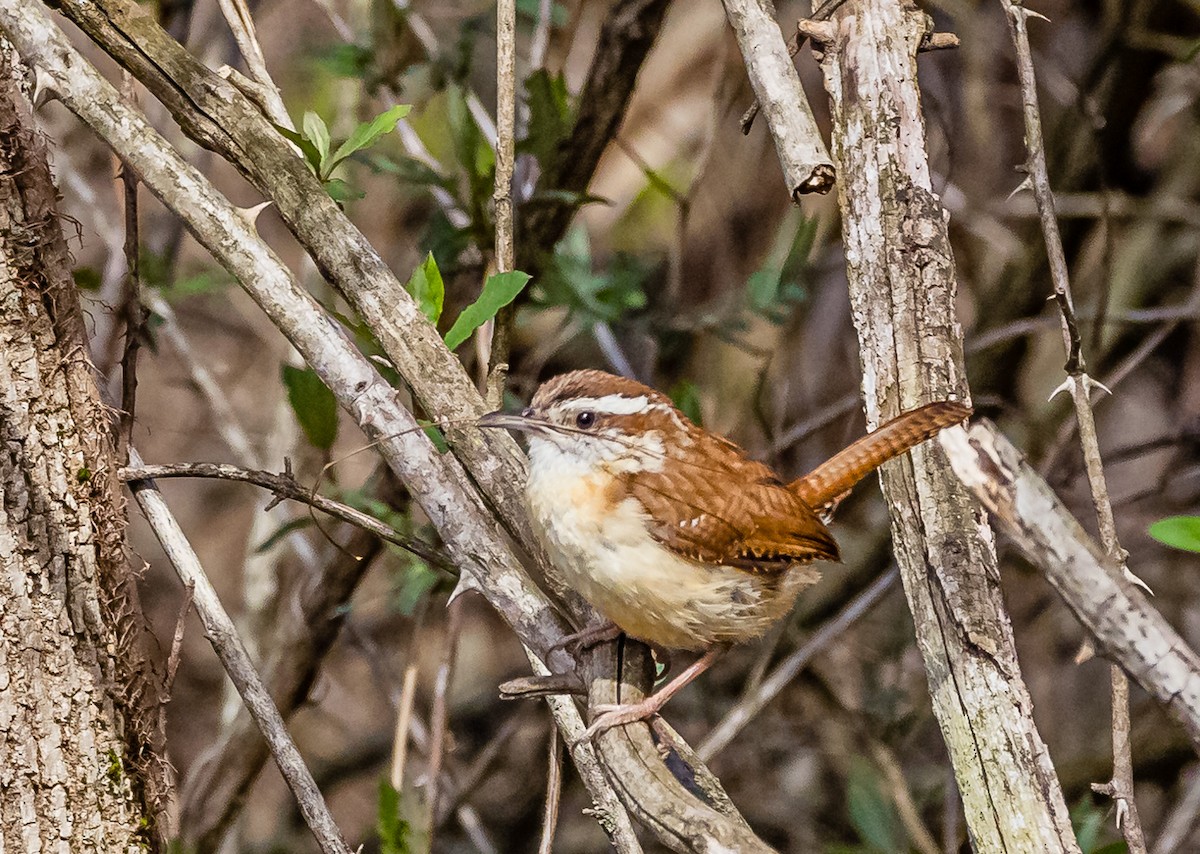 Carolina Wren - ML555492751