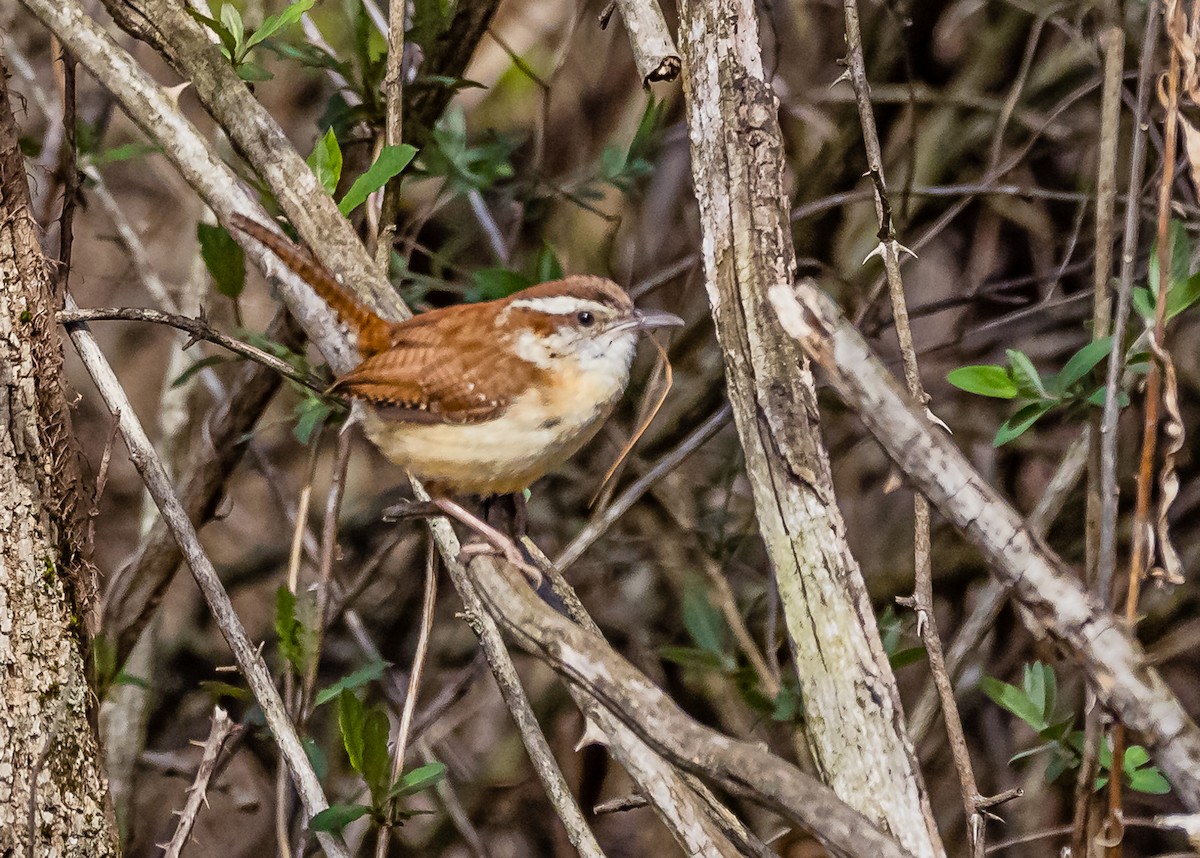 Carolina Wren - ML555492761
