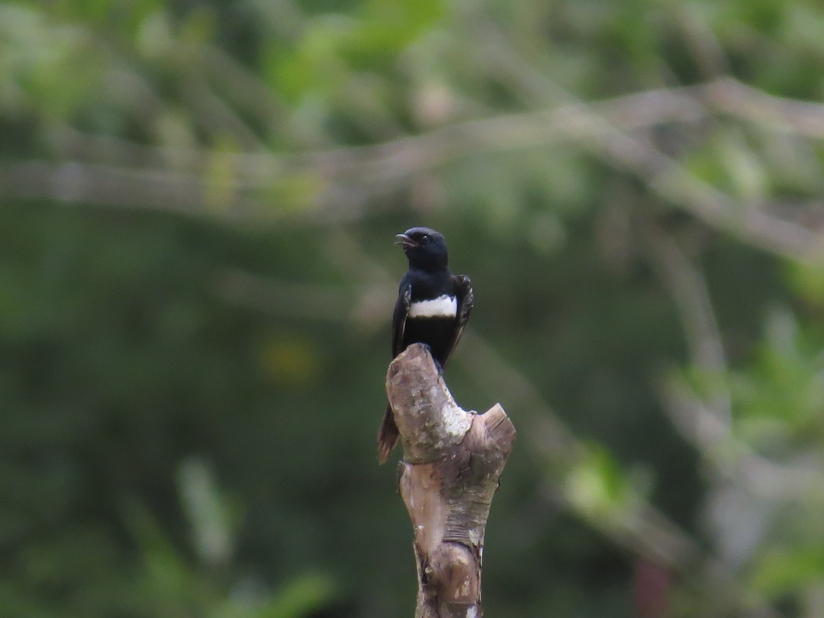 White-banded Swallow - Kevin Jiménez Gonzáles