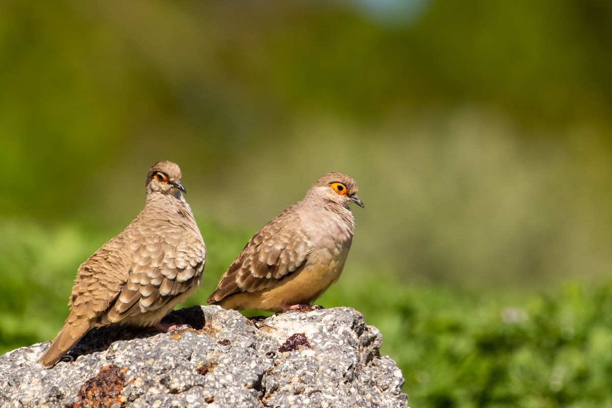 Bare-faced Ground Dove - Pablo Andrés Cáceres Contreras