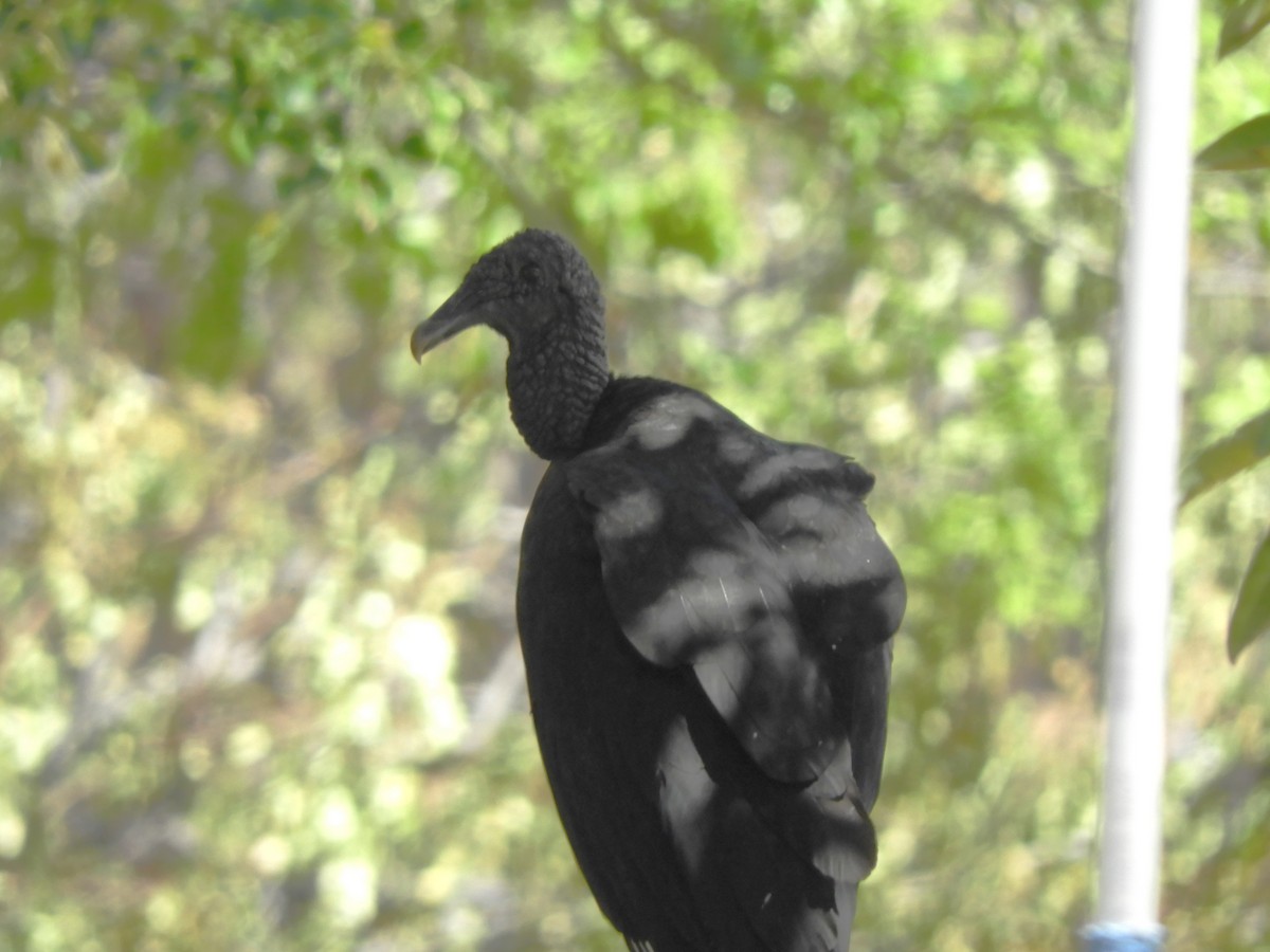 Black Vulture - ML555497121