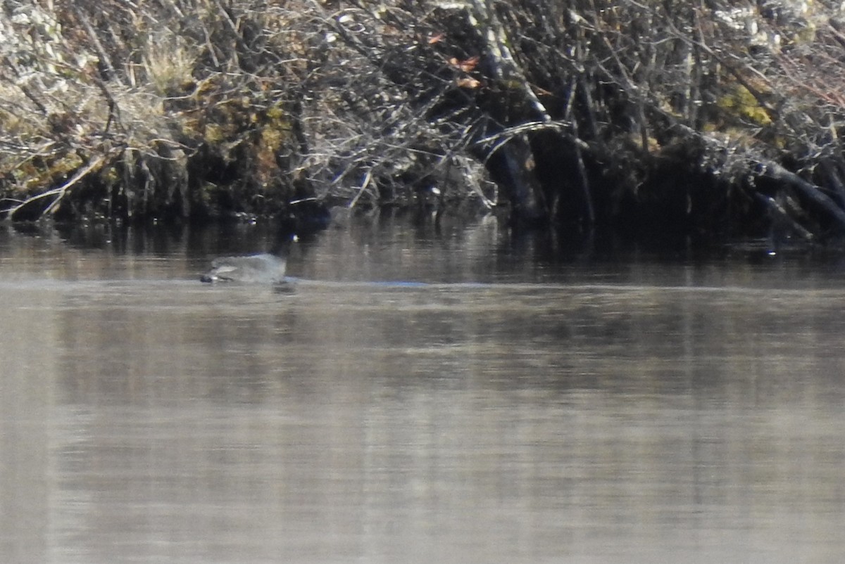 American Coot - ML555497271