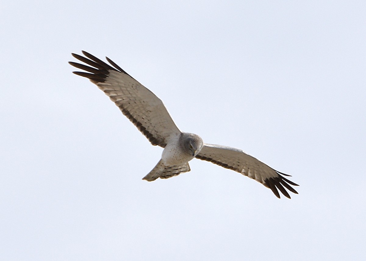 Northern Harrier - ML555497321