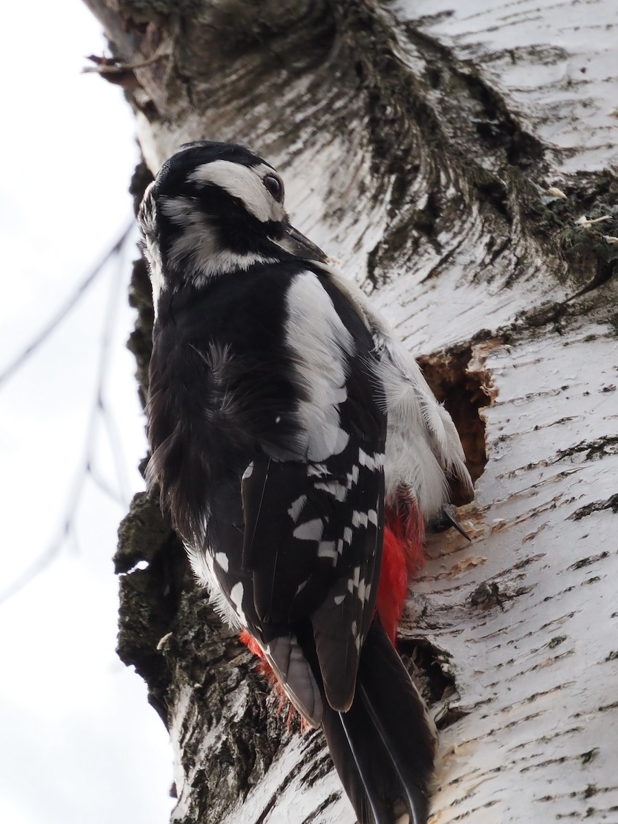 Great Spotted Woodpecker - ML555499251