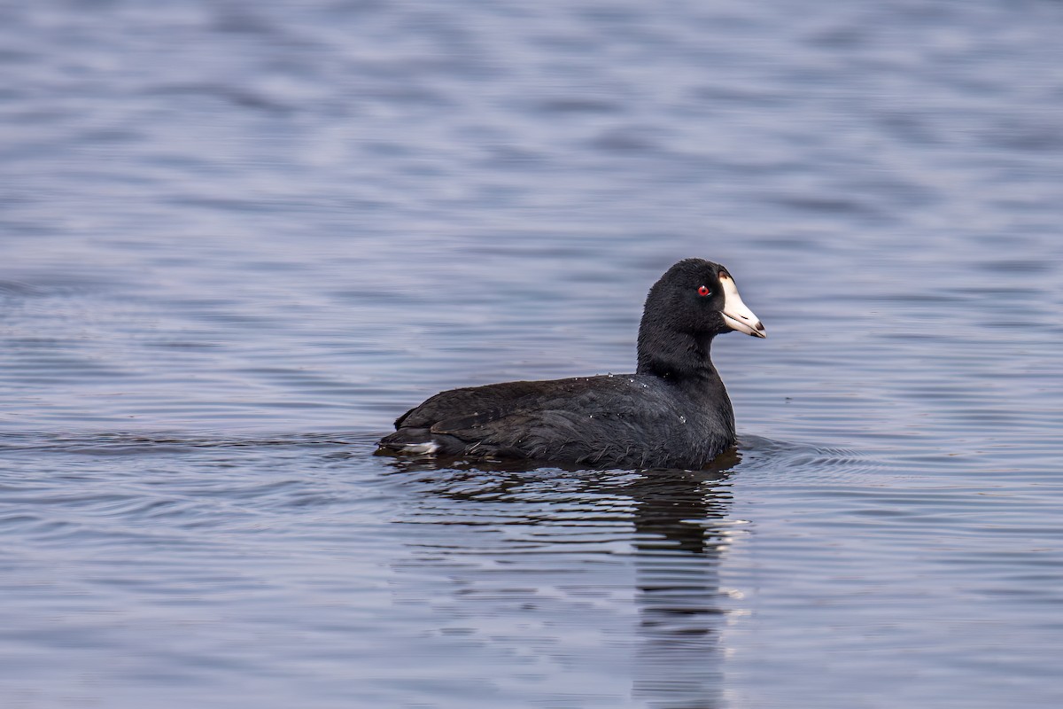 American Coot - Matt Saunders