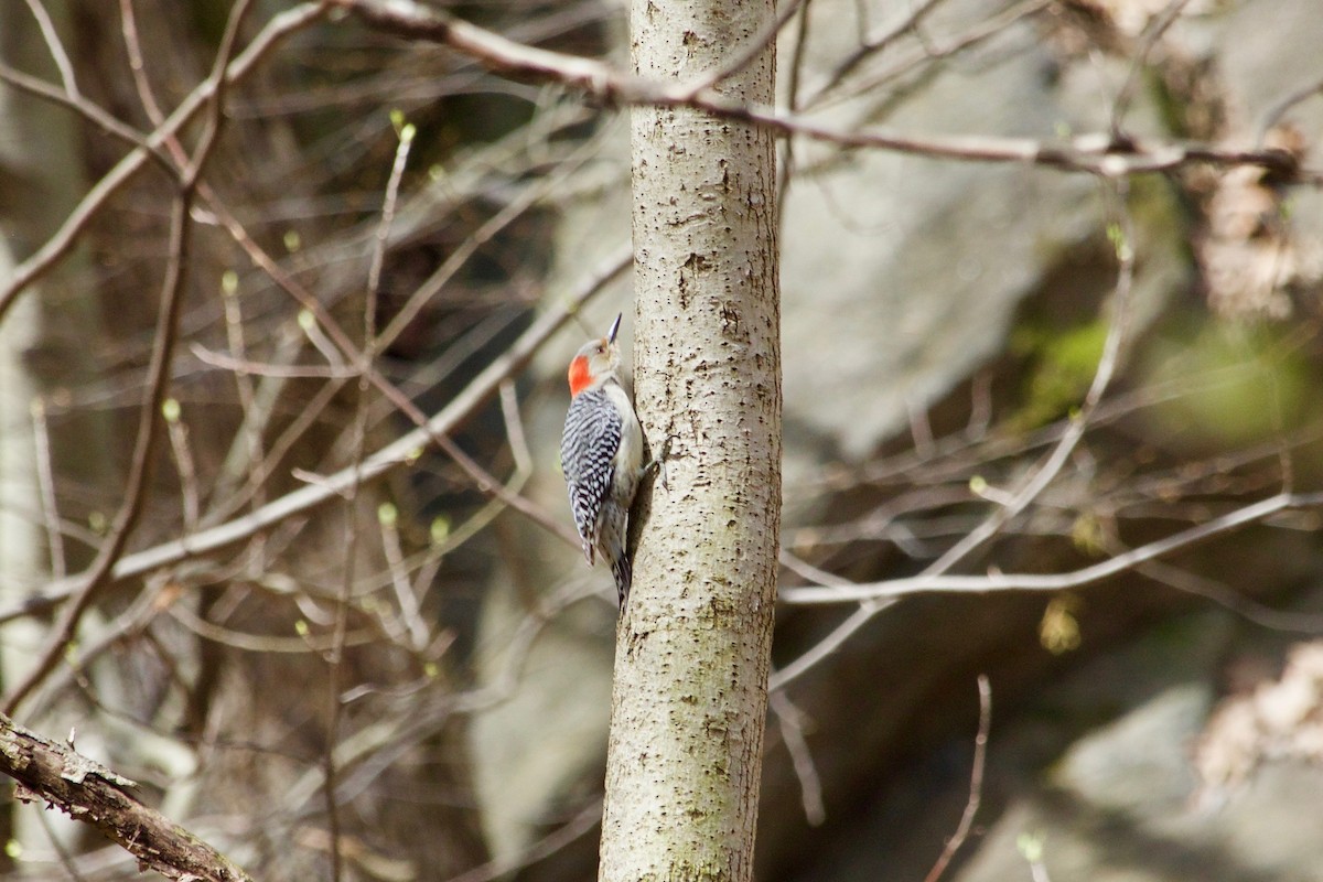 Red-bellied Woodpecker - ML555500001