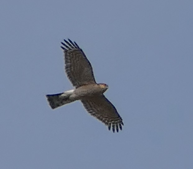 Eurasian Sparrowhawk - ML555501201