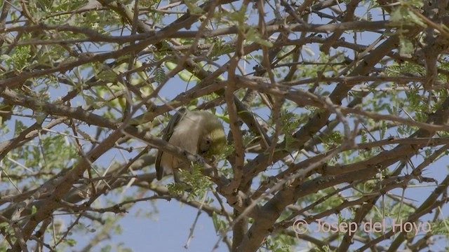 Pájaro Moscón Sudanés - ML555504781