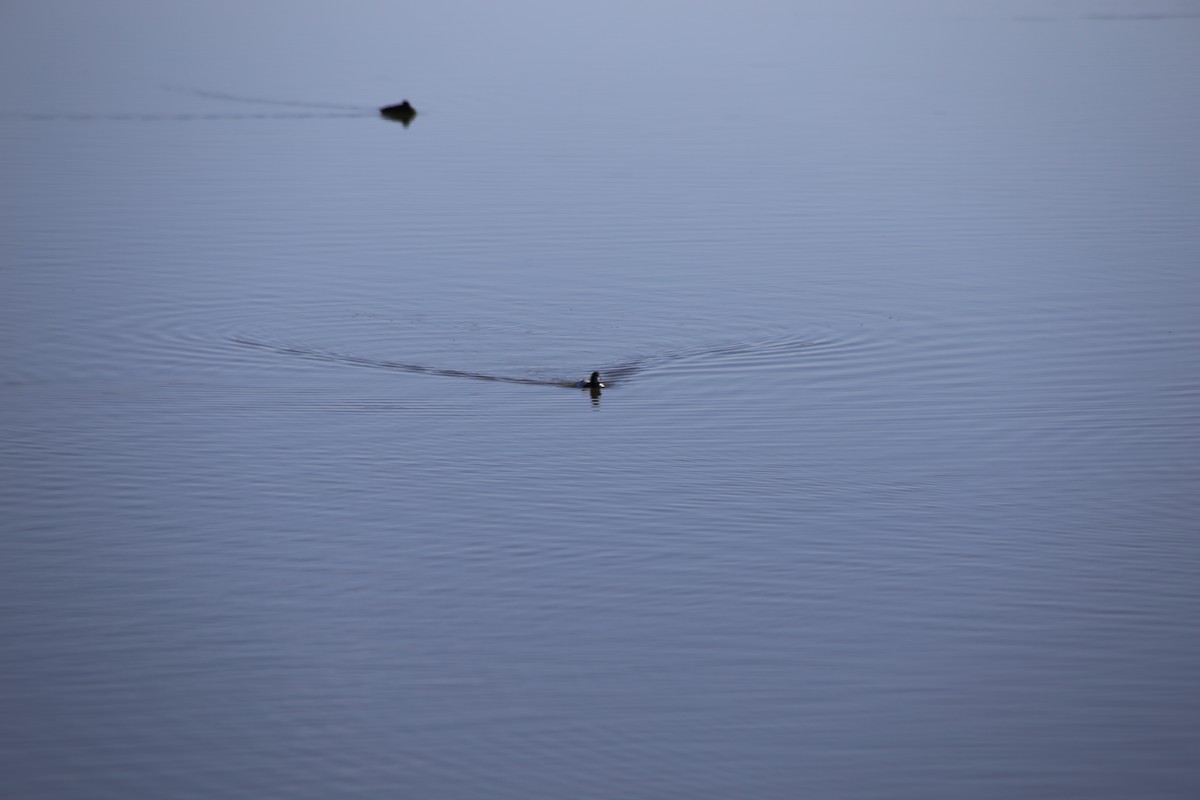 Greater Scaup - ML555506411