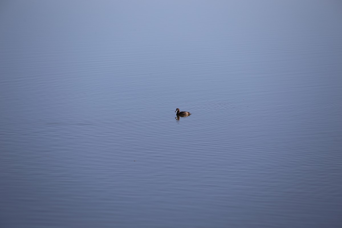 Greater Scaup - ML555506431