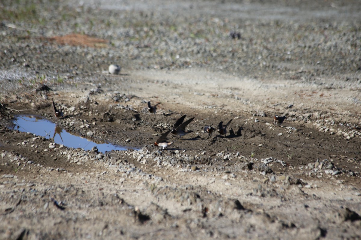 Cliff Swallow - ML555506961