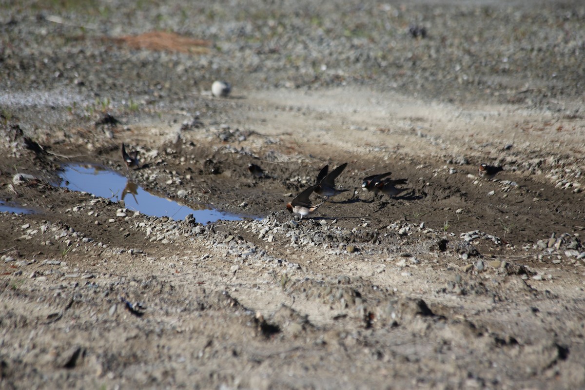 Cliff Swallow - ML555506971