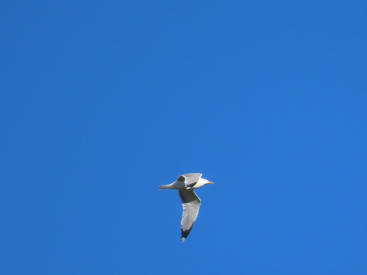 California Gull - ML555508131