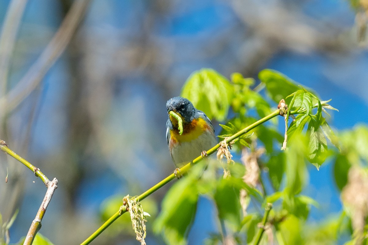 Northern Parula - ML555508281