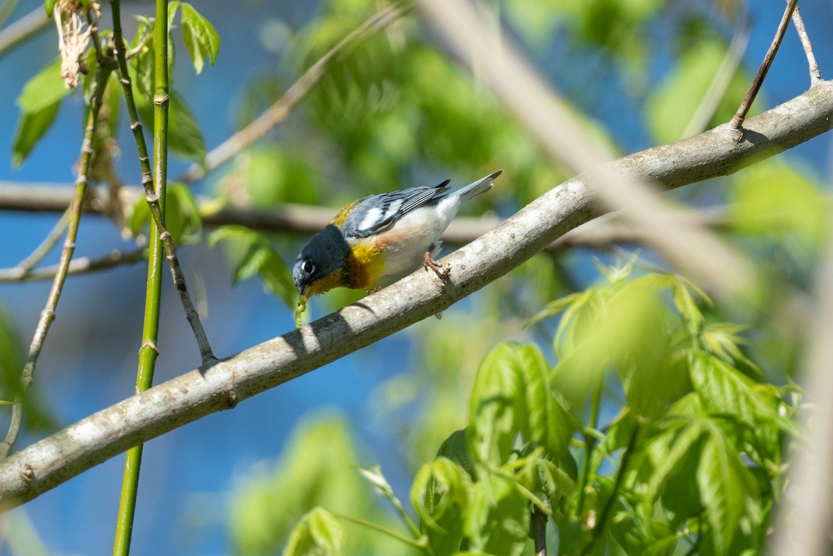 Northern Parula - ML555508291