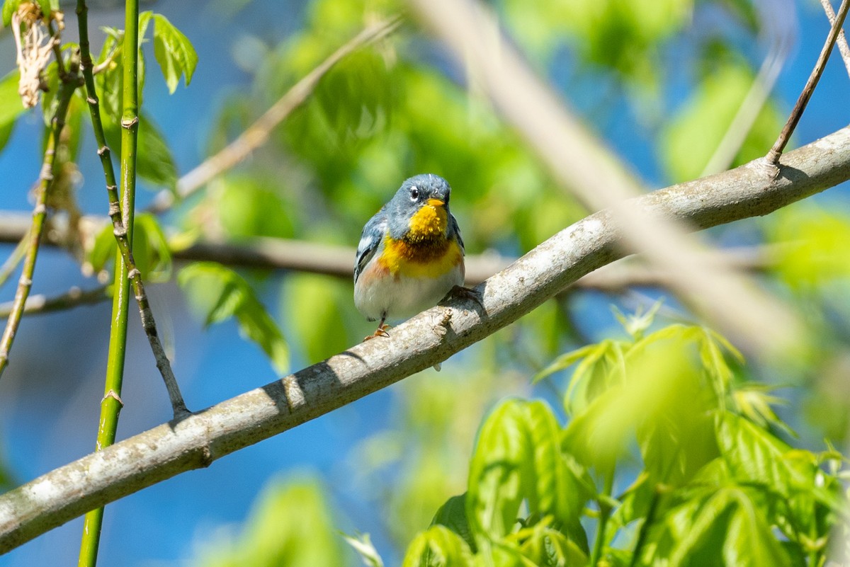 Northern Parula - ML555508301