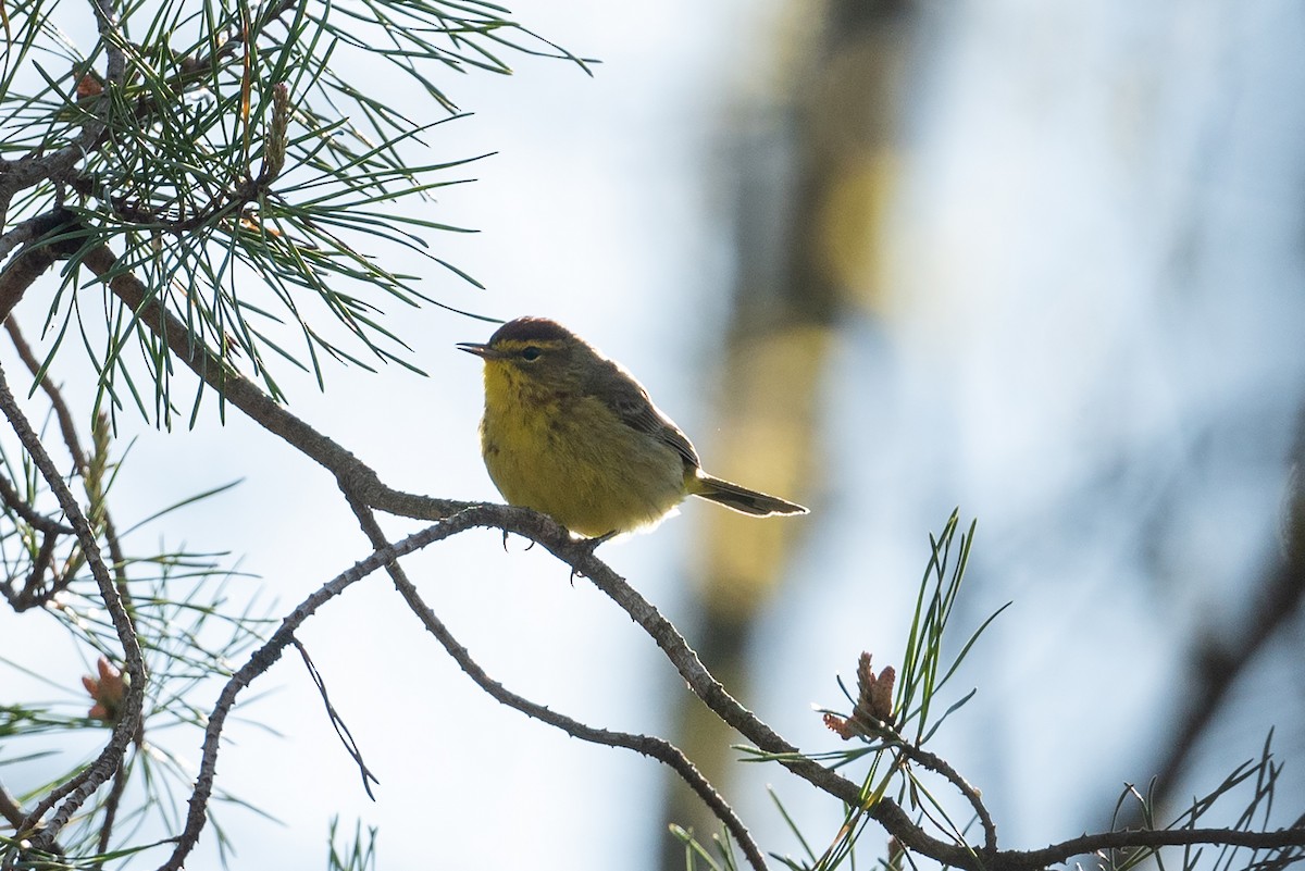 Palm Warbler - Adam Duff