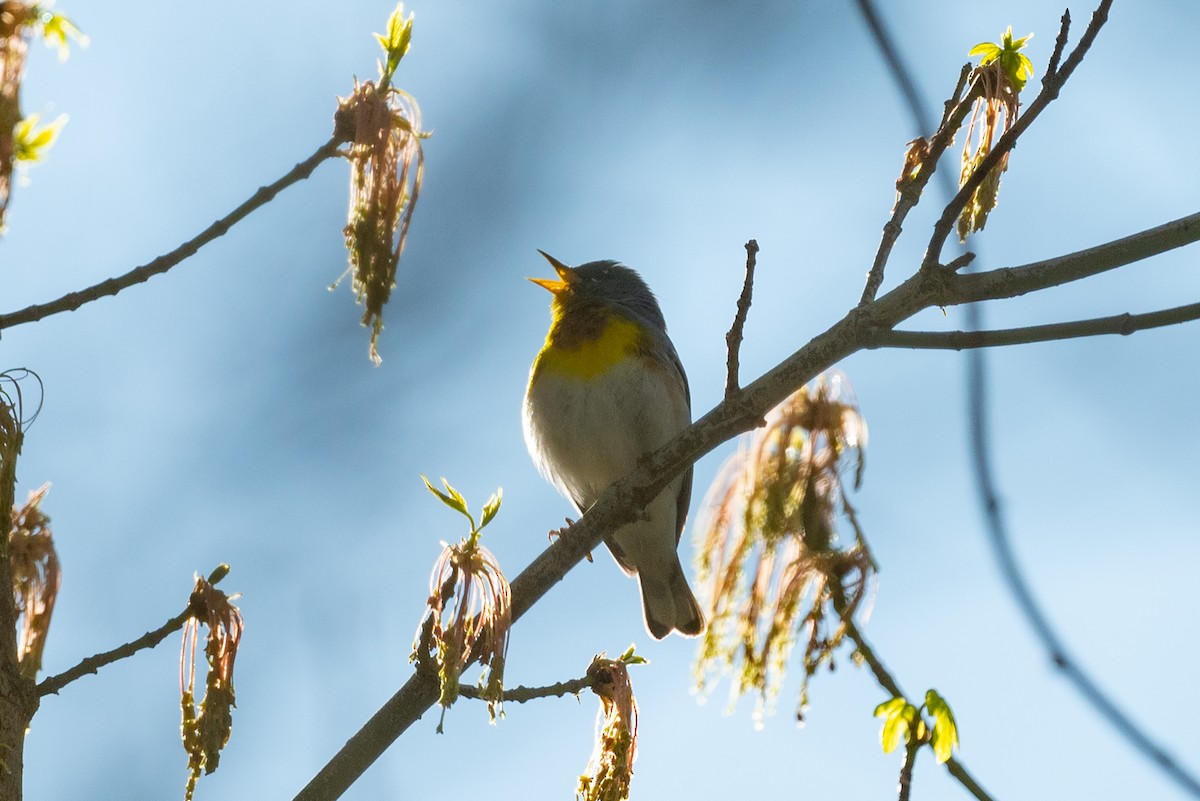 Northern Parula - ML555508341