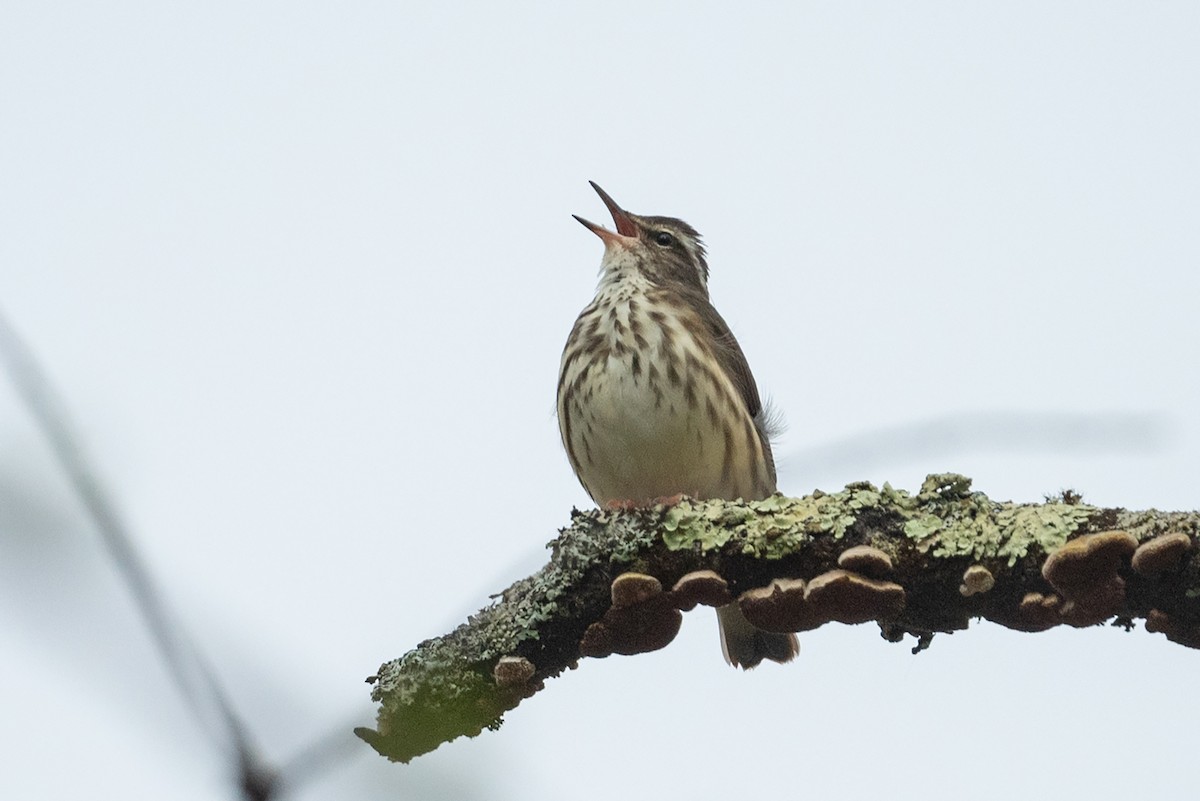 Louisiana Waterthrush - ML555508421