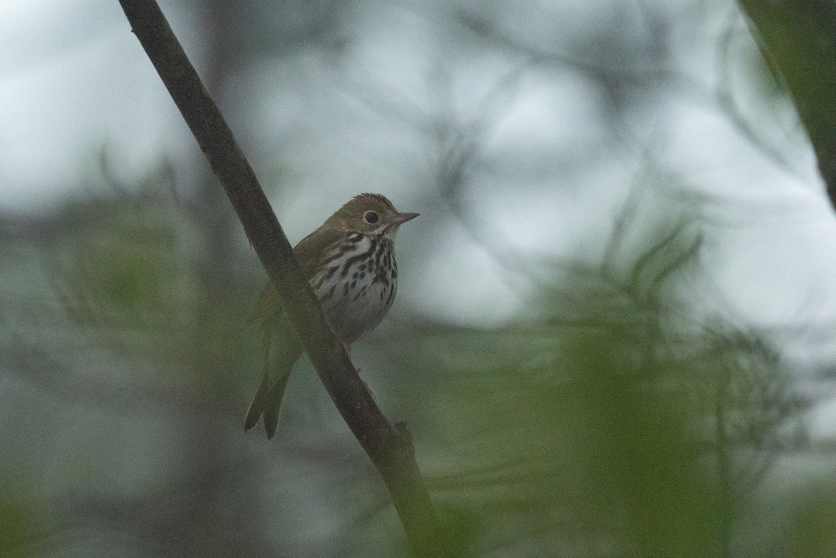 Ovenbird - ML555508451