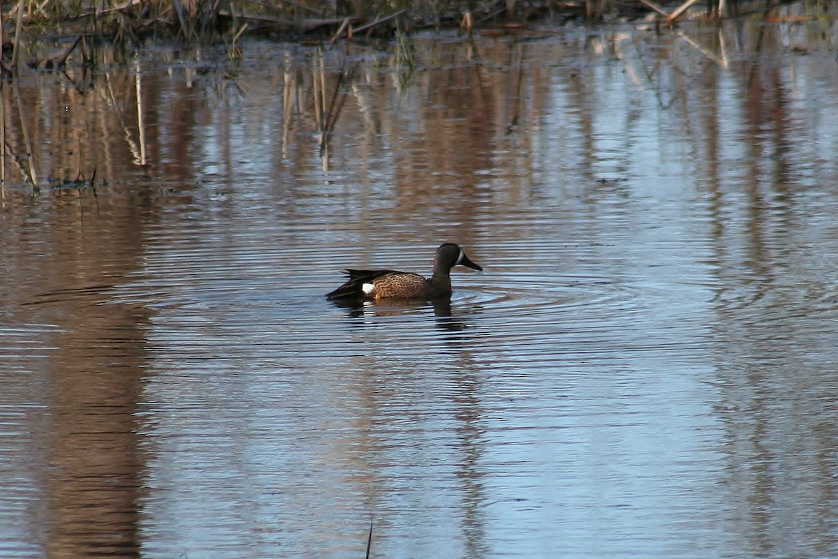 Blue-winged Teal - ML555508761