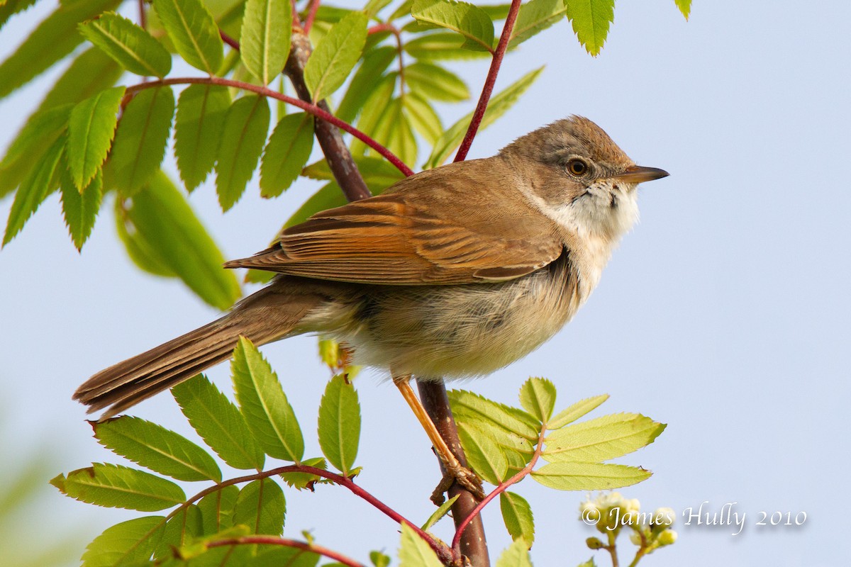 Greater Whitethroat - ML555509171