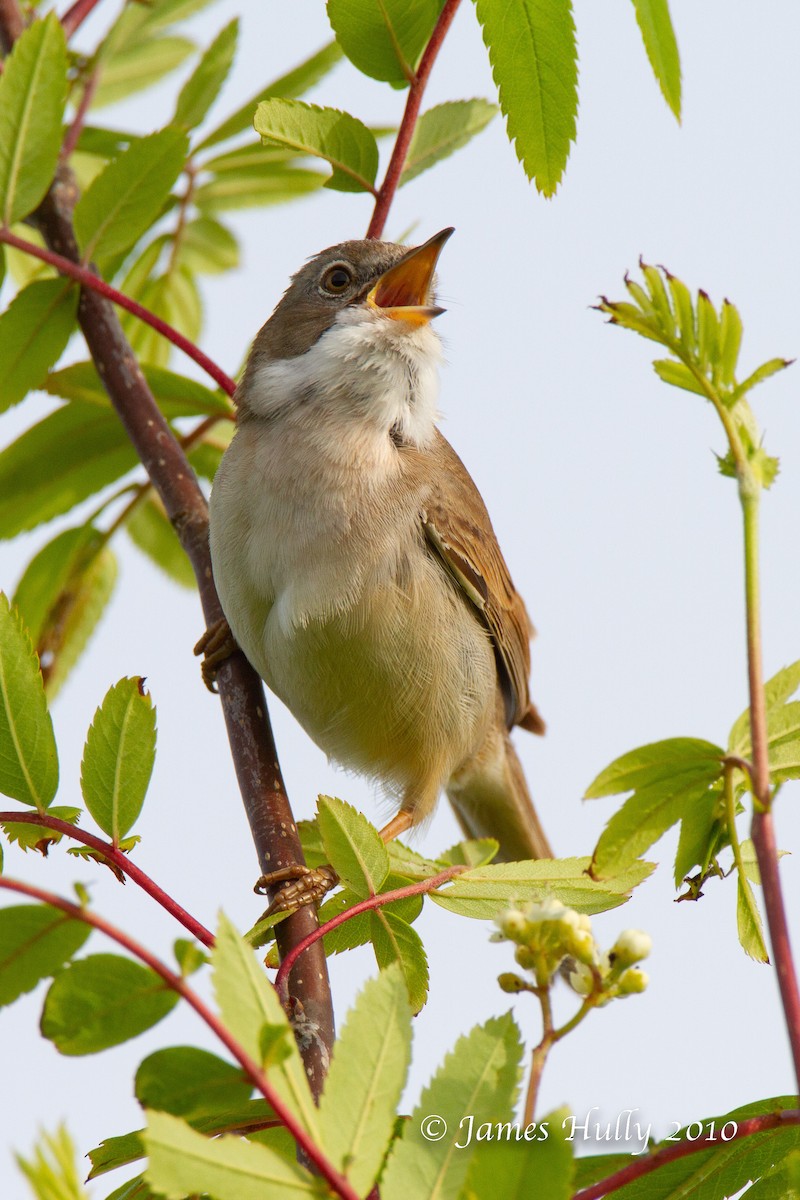 Greater Whitethroat - ML555509211