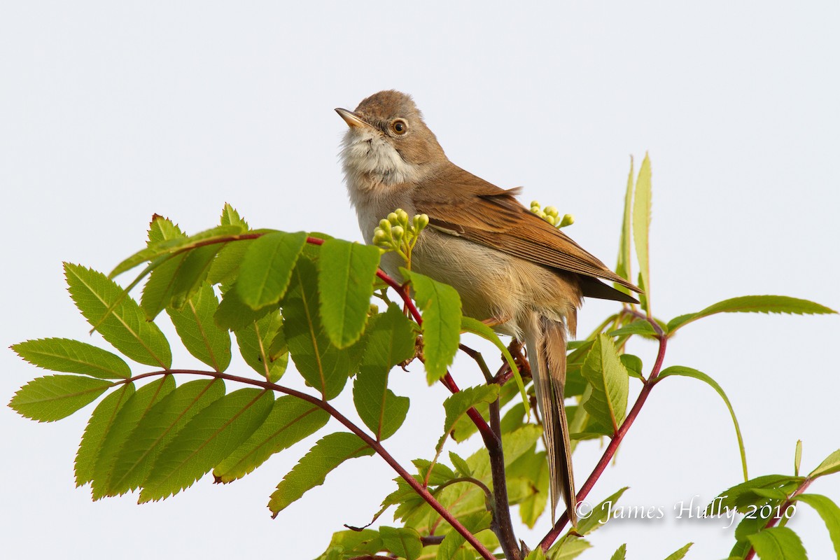 Greater Whitethroat - ML555509231