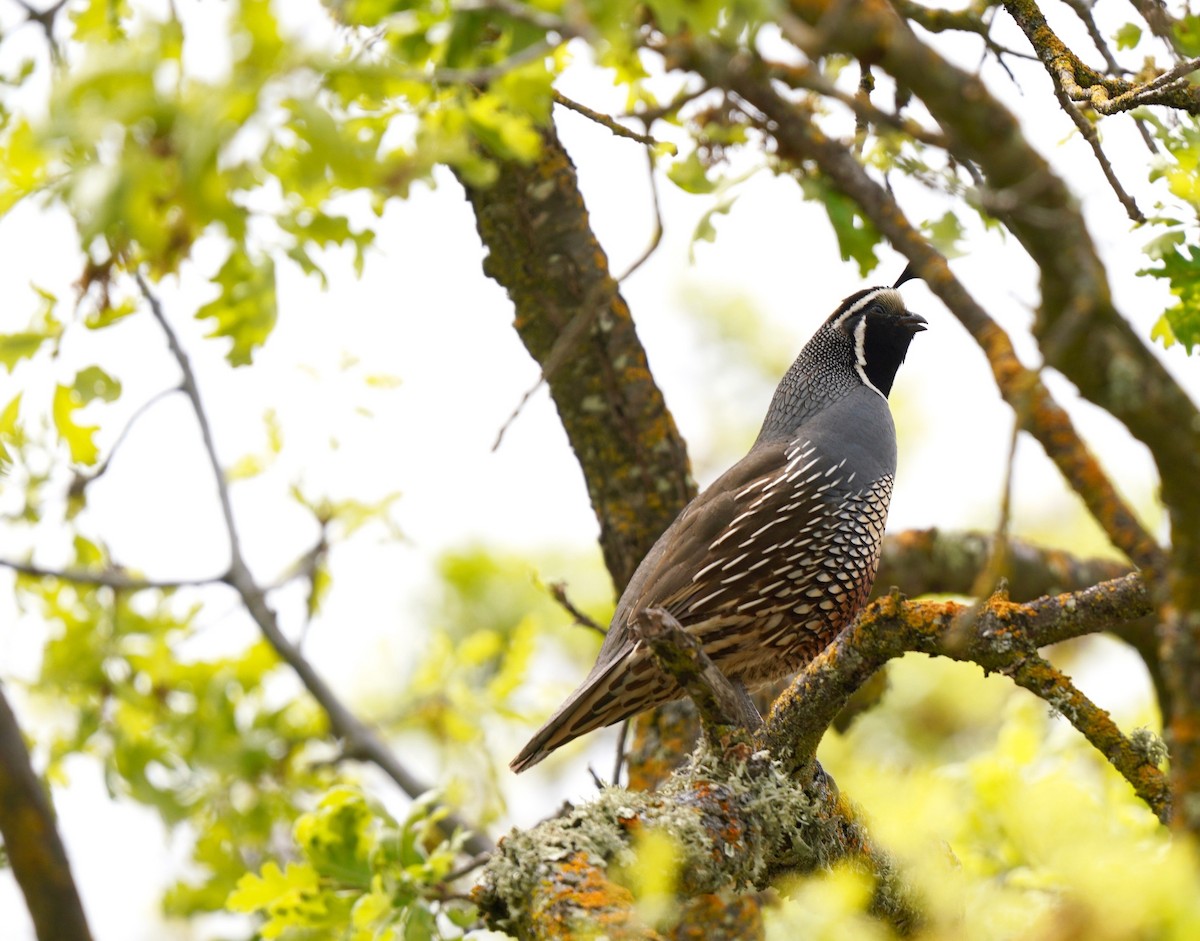 California Quail - ML555510111