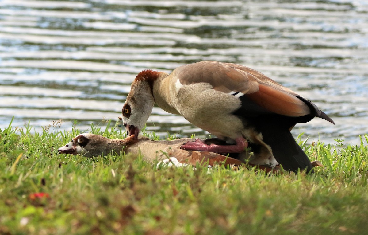 Egyptian Goose - ML555510341