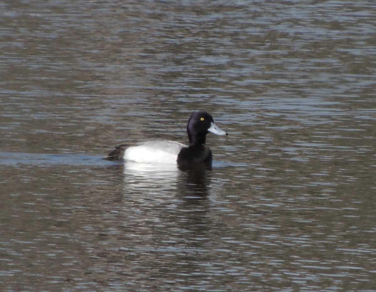 Greater Scaup - Mindy Smith