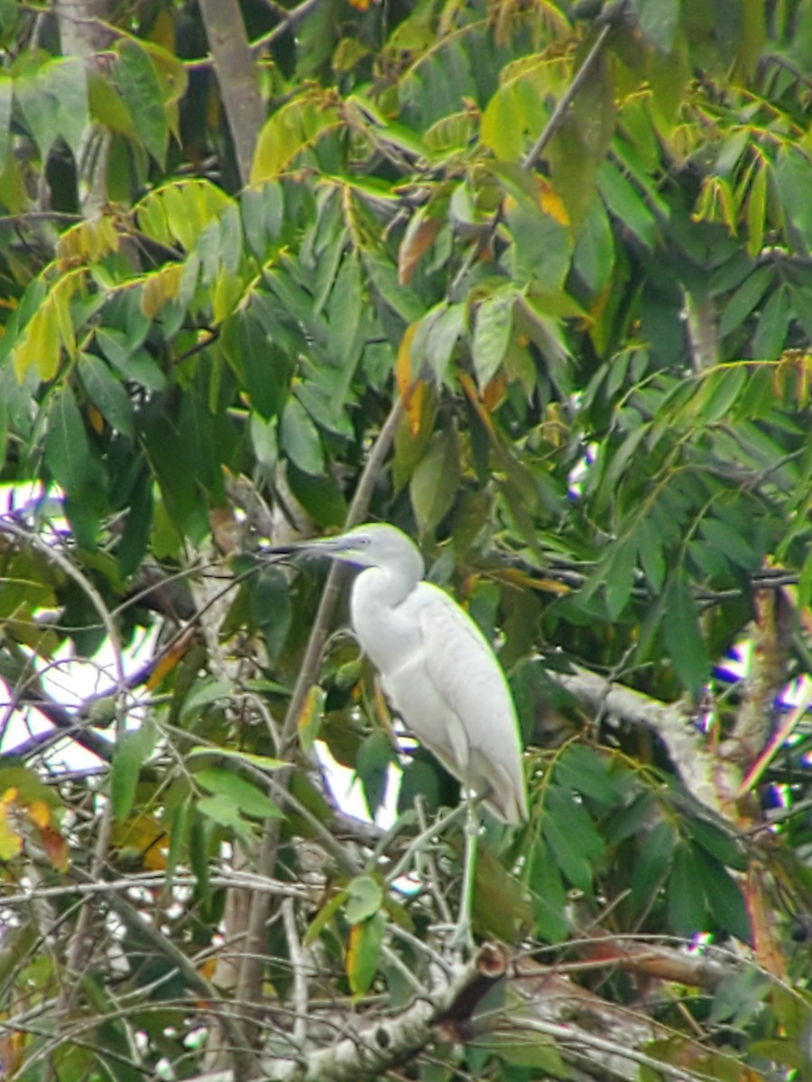 Little Blue Heron - ML555511011