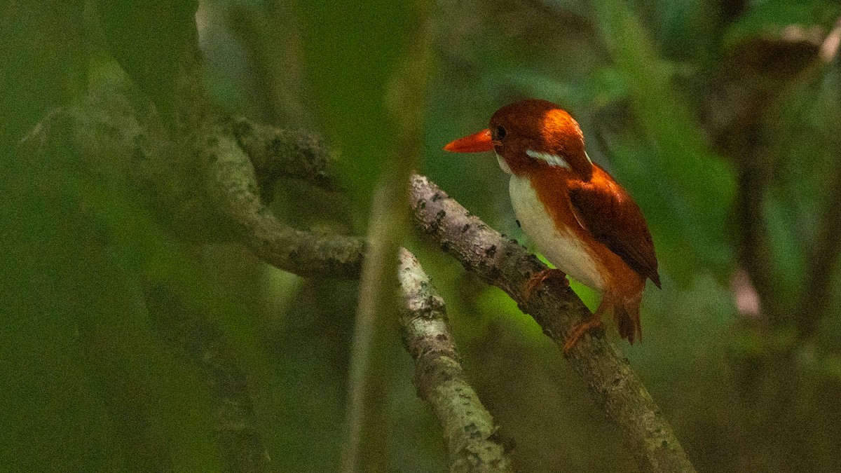 ledňáček madagaskarský - ML555511021