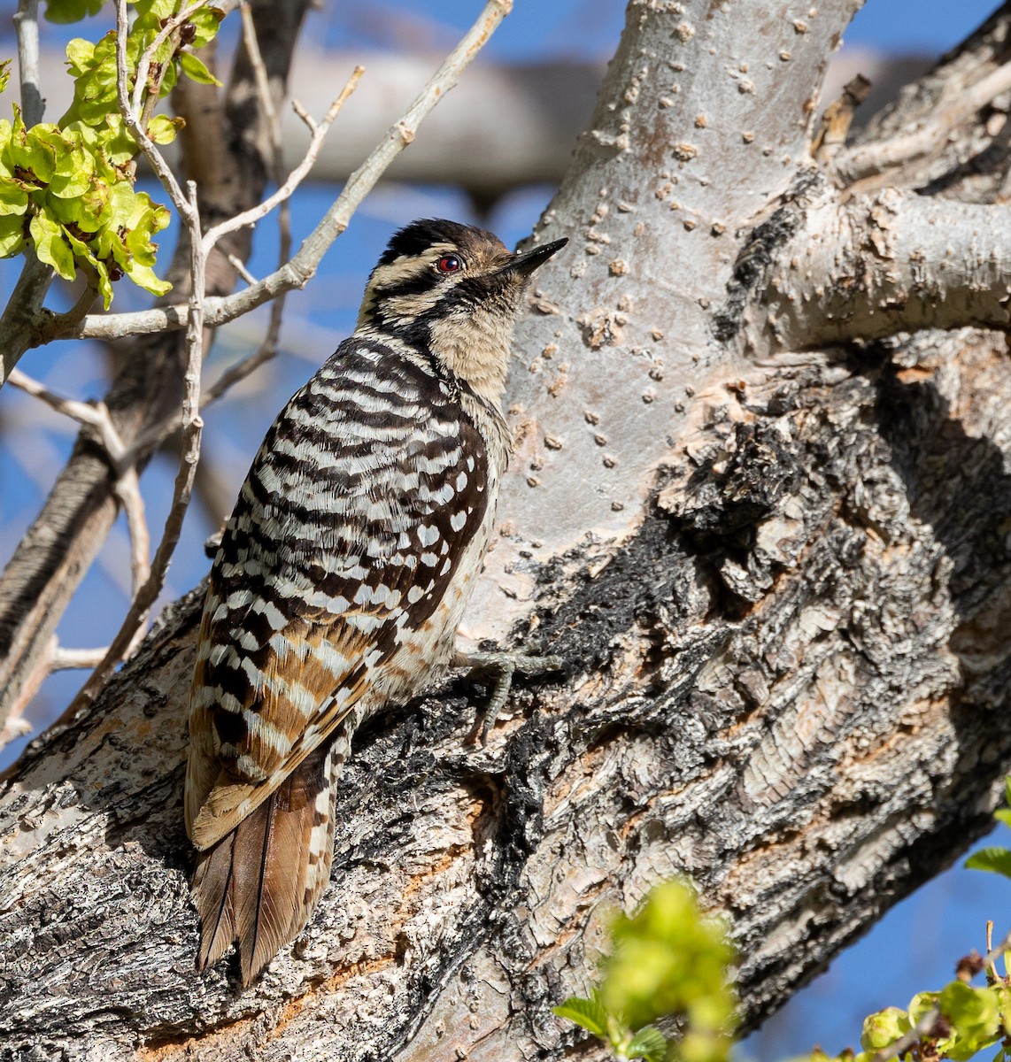 Ladder-backed Woodpecker - ML555511601