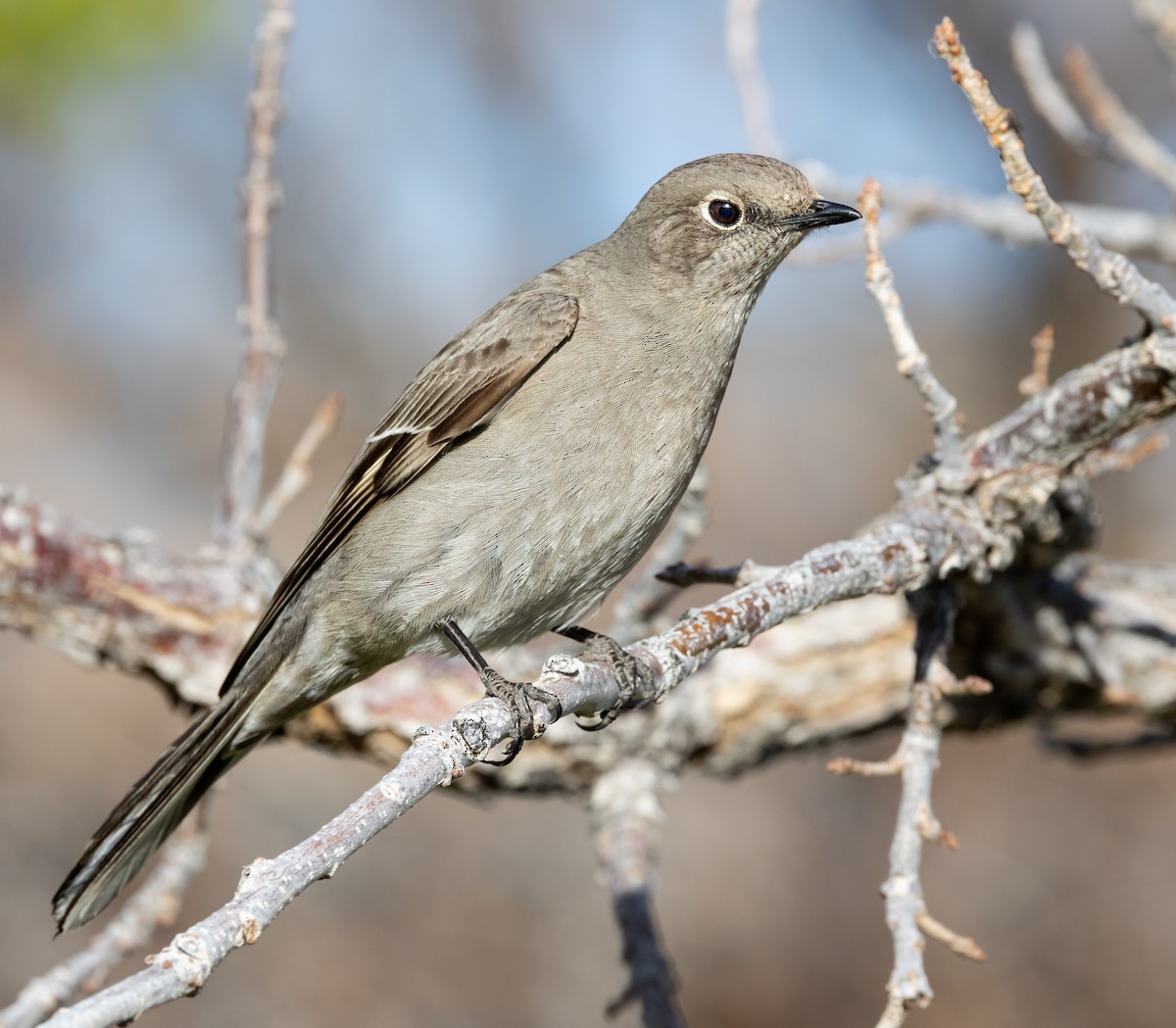 Townsend's Solitaire - ML555511881