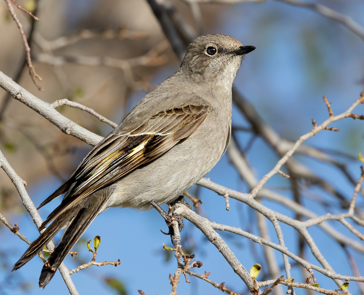 Townsend's Solitaire - ML555511961