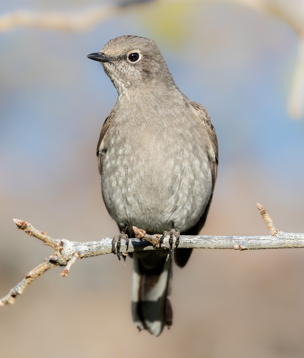 Townsend's Solitaire - ML555512031