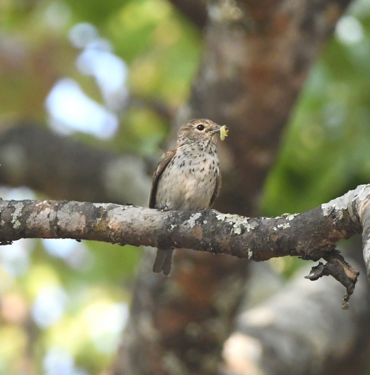 Böhm's Flycatcher - ML555512041