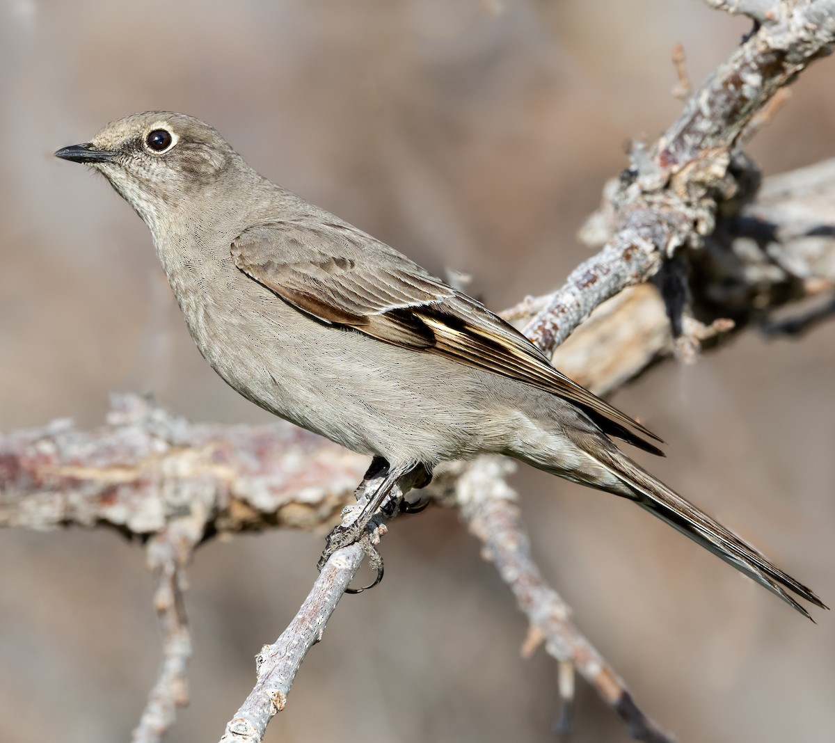 Townsend's Solitaire - ML555512071
