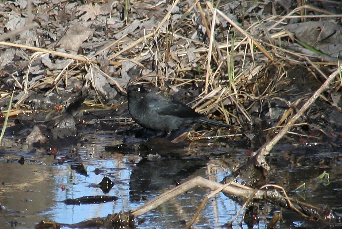 Rusty Blackbird - ML555512501