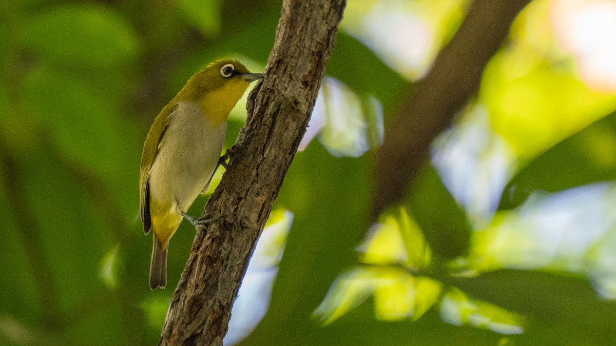 Malagasy White-eye - ML555513211