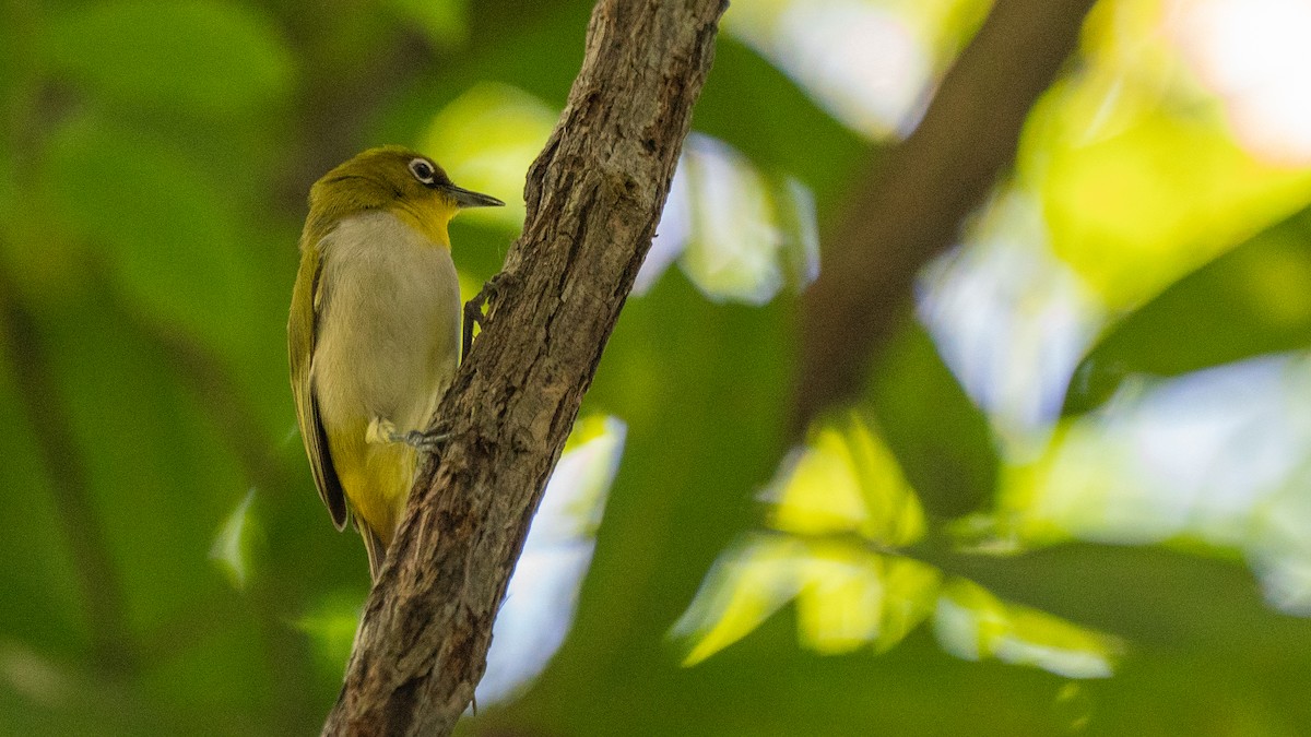 Zostérops malgache - ML555513221