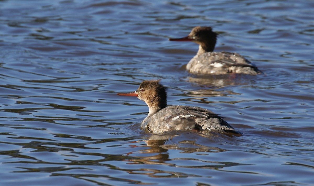 Red-breasted Merganser - ML555513831