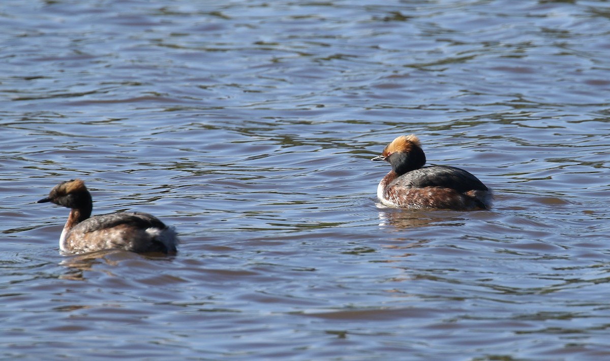 Horned Grebe - ML555513991