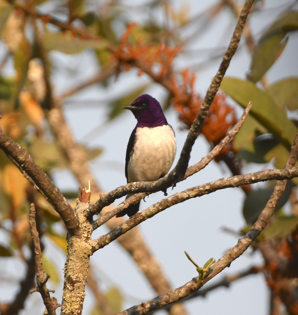 Violet-backed Starling - ML555514151