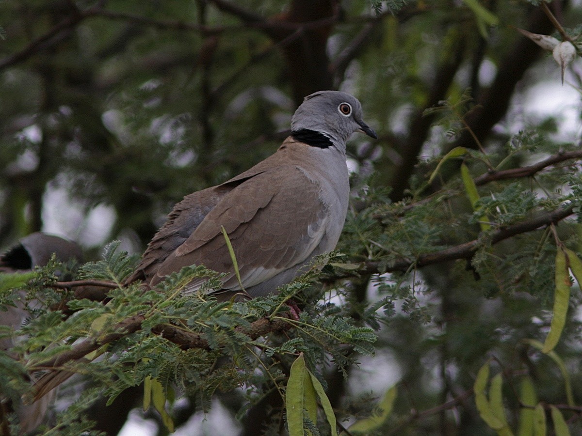 White-winged Collared-Dove - ML555514261