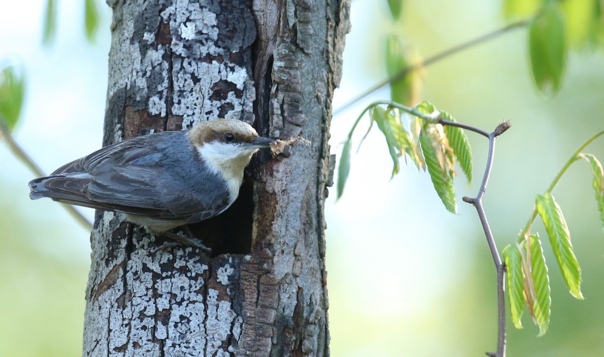 Brown-headed Nuthatch - Sujata roy