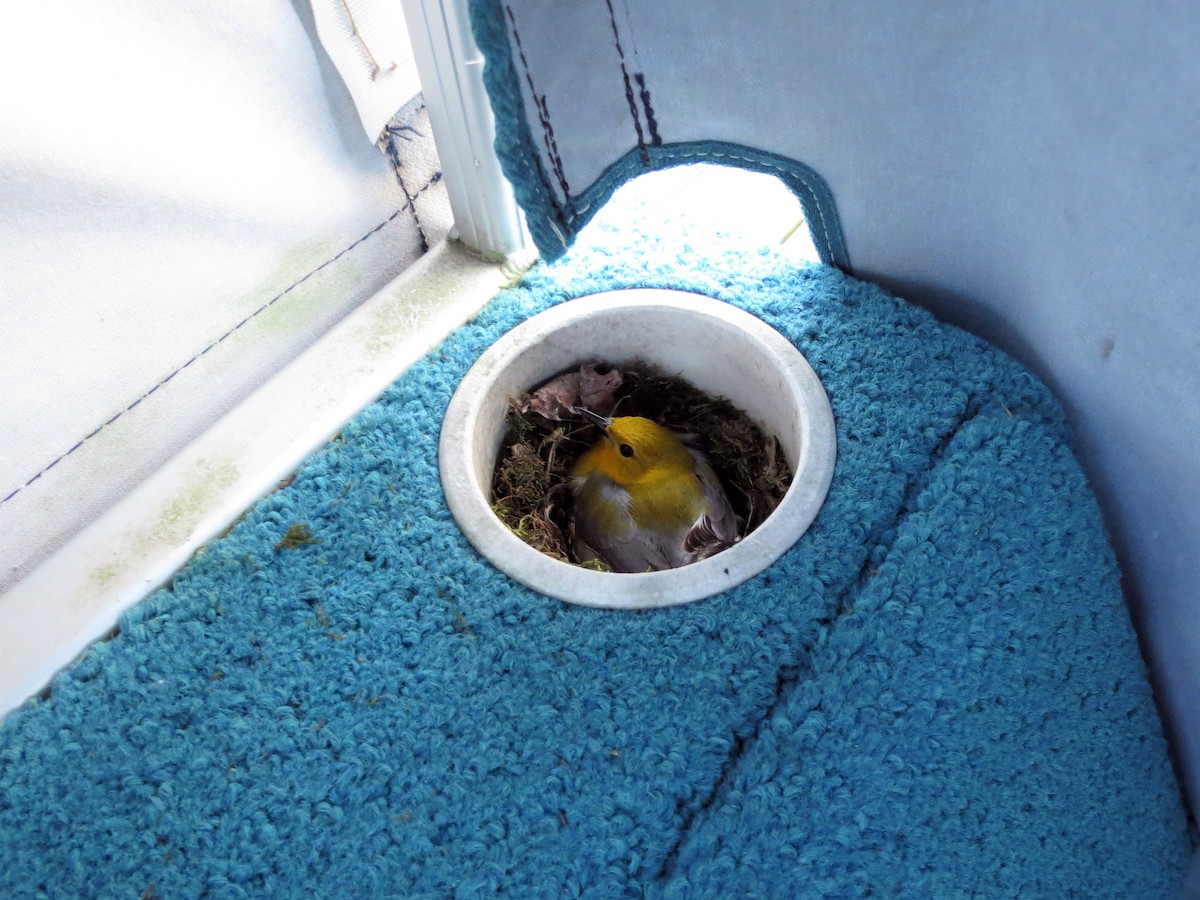 Prothonotary Warbler - Anna Wittmer